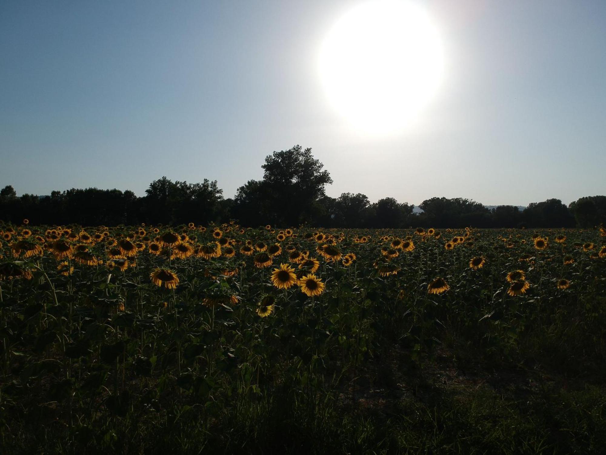 Agriturismo Villa Al Piano โตดี ภายนอก รูปภาพ